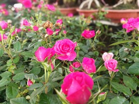 蔷薇花园