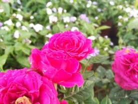 蔷薇花