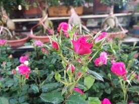 蔷薇花苞