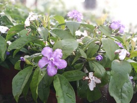 双色茉莉花