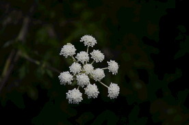 野胡萝卜花