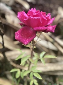 有雨滴的玫瑰花