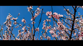 桃花朵朵开