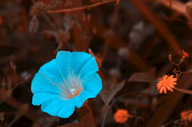 牵牛花