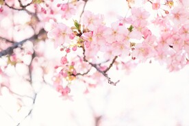 桃花图片
