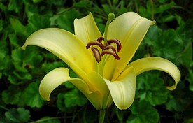 黄百合