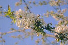 樱花高清图