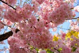 樱花