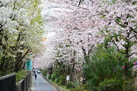 樱花