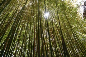 竹林