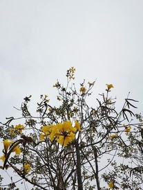 风铃花