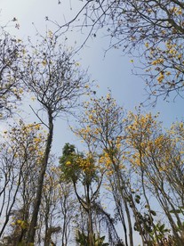 风铃花