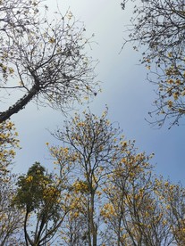 风铃花
