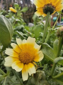 茼蒿花