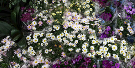 雏菊
