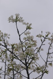 白色樱花5