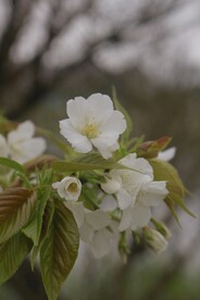 白色樱花3