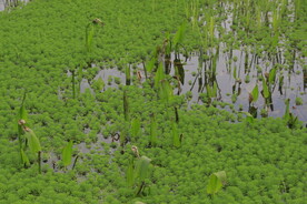 小二仙草科狐尾藻属植物