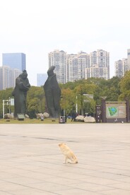 渴望有家的狗狗3