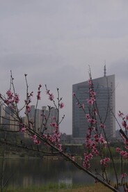 梅花