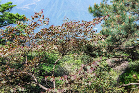 山青山
