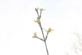 一支迎春花