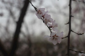 花串