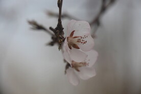 两朵花