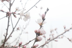 春花
