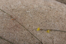 迎春花