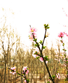桃花