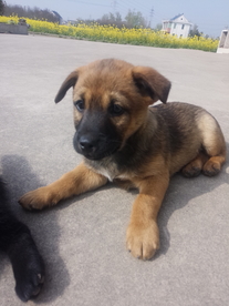 狗狗