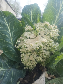 花菜