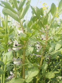 蚕豆花