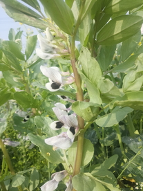 蚕豆花