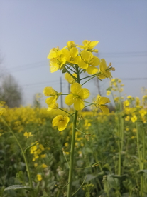 菜花
