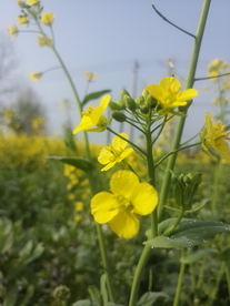 菜花