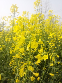 油菜花