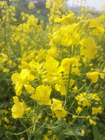 黄花