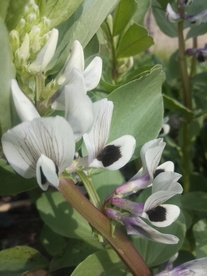 蚕豆花
