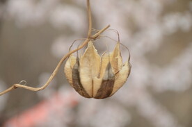 花草