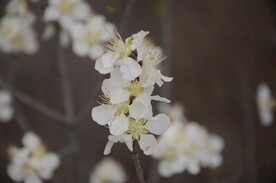 优质照片桃花