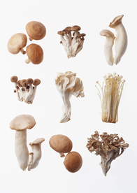 各种菌菇类白底