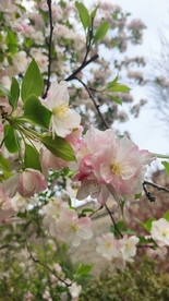 海棠花