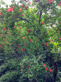 石榴花