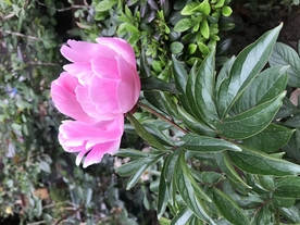 鲜花