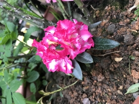 鲜花