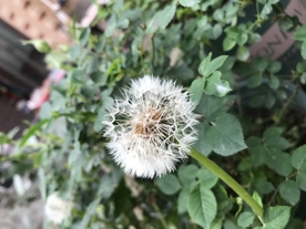 蒲公英