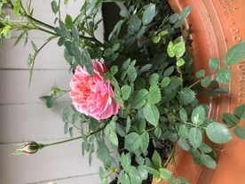 鲜花