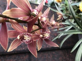 鲜花